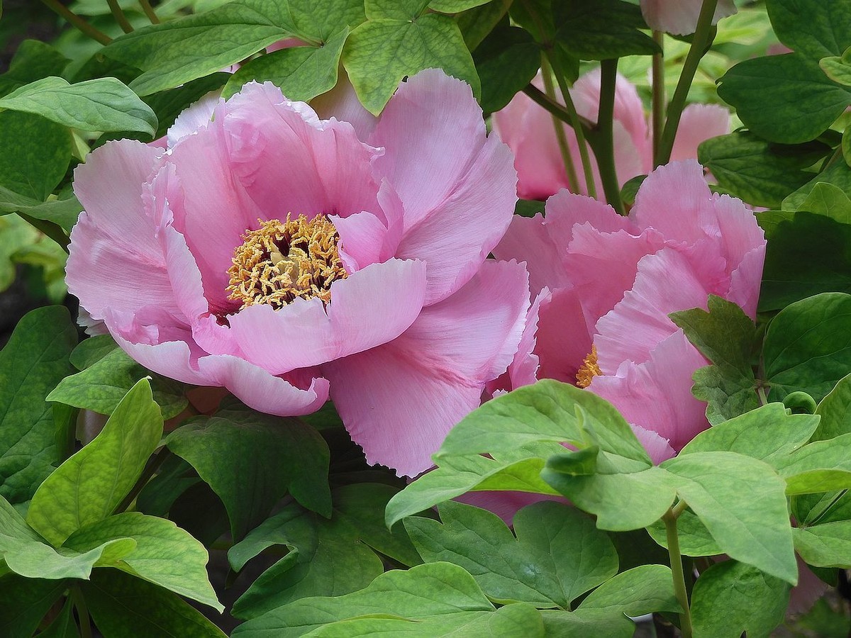 中山公园-----牡丹花（2）