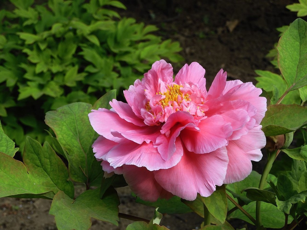 中山公园-----牡丹花（2）