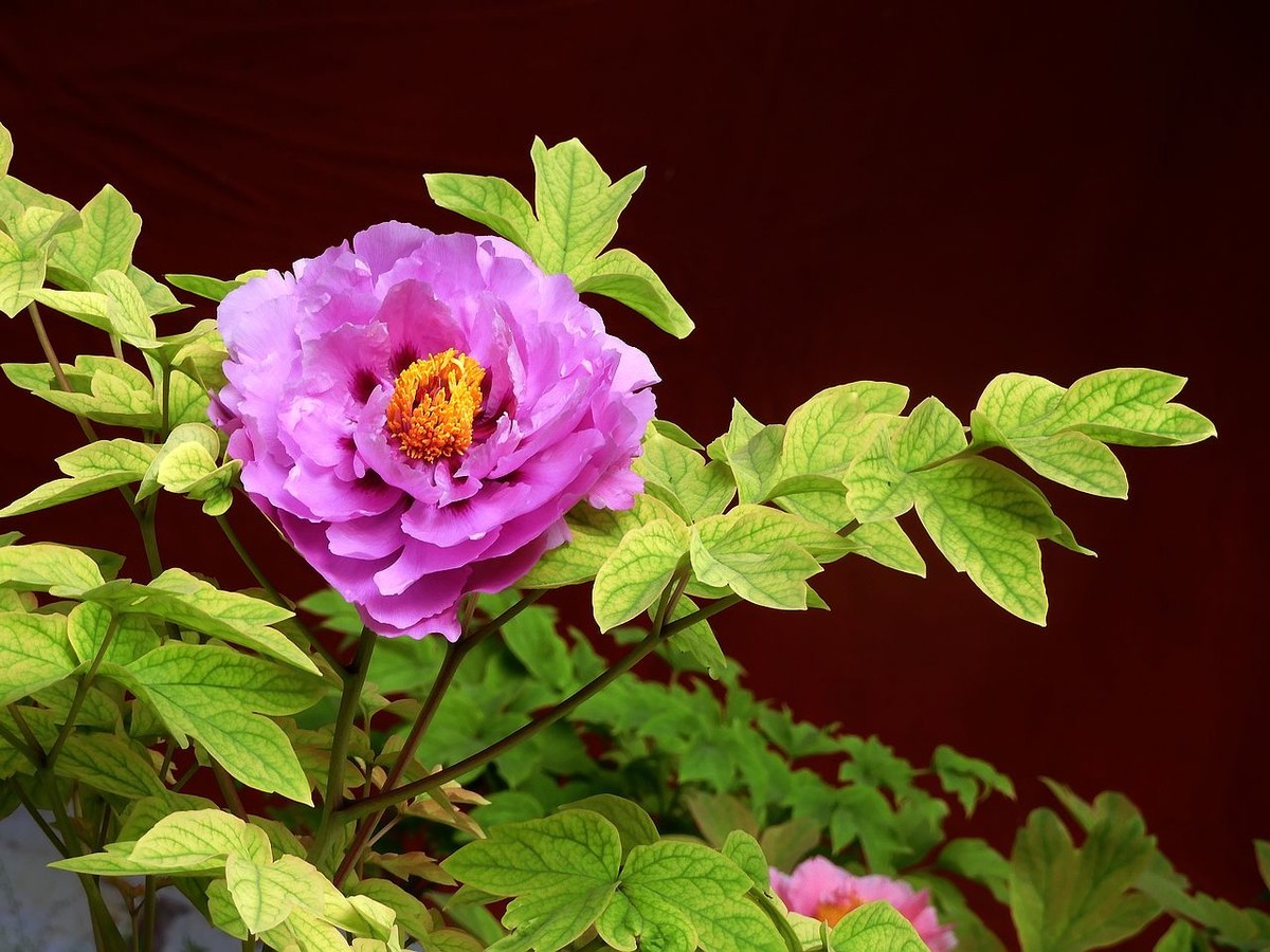 中山公园-----牡丹花（2）