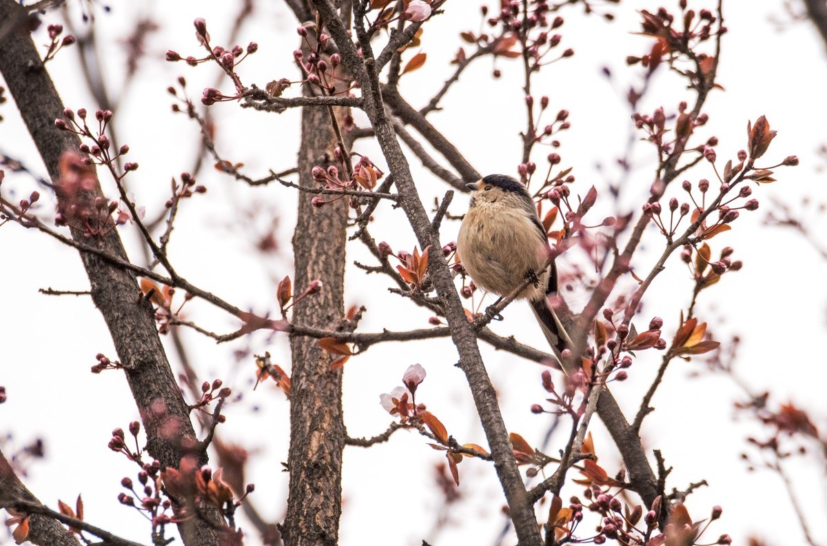 银喉长尾山雀（三）