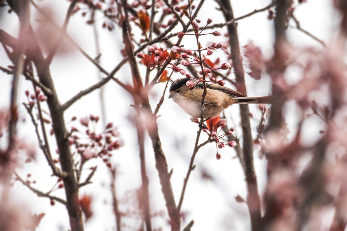 银喉长尾山雀（三）