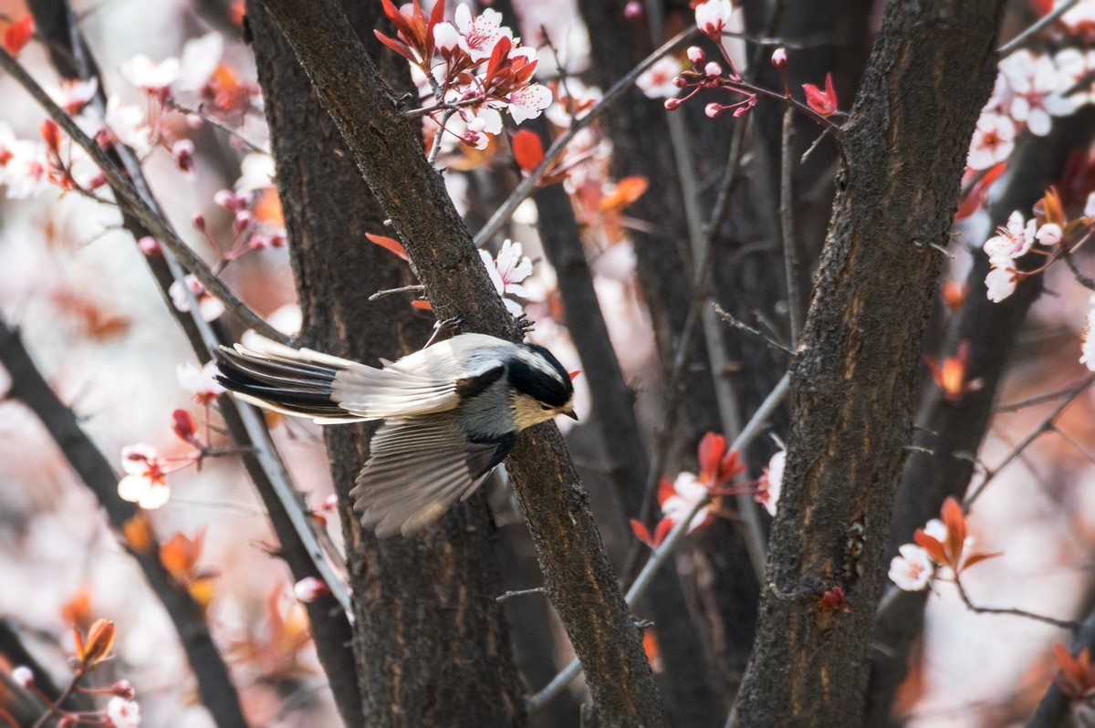银喉长尾山雀（三）