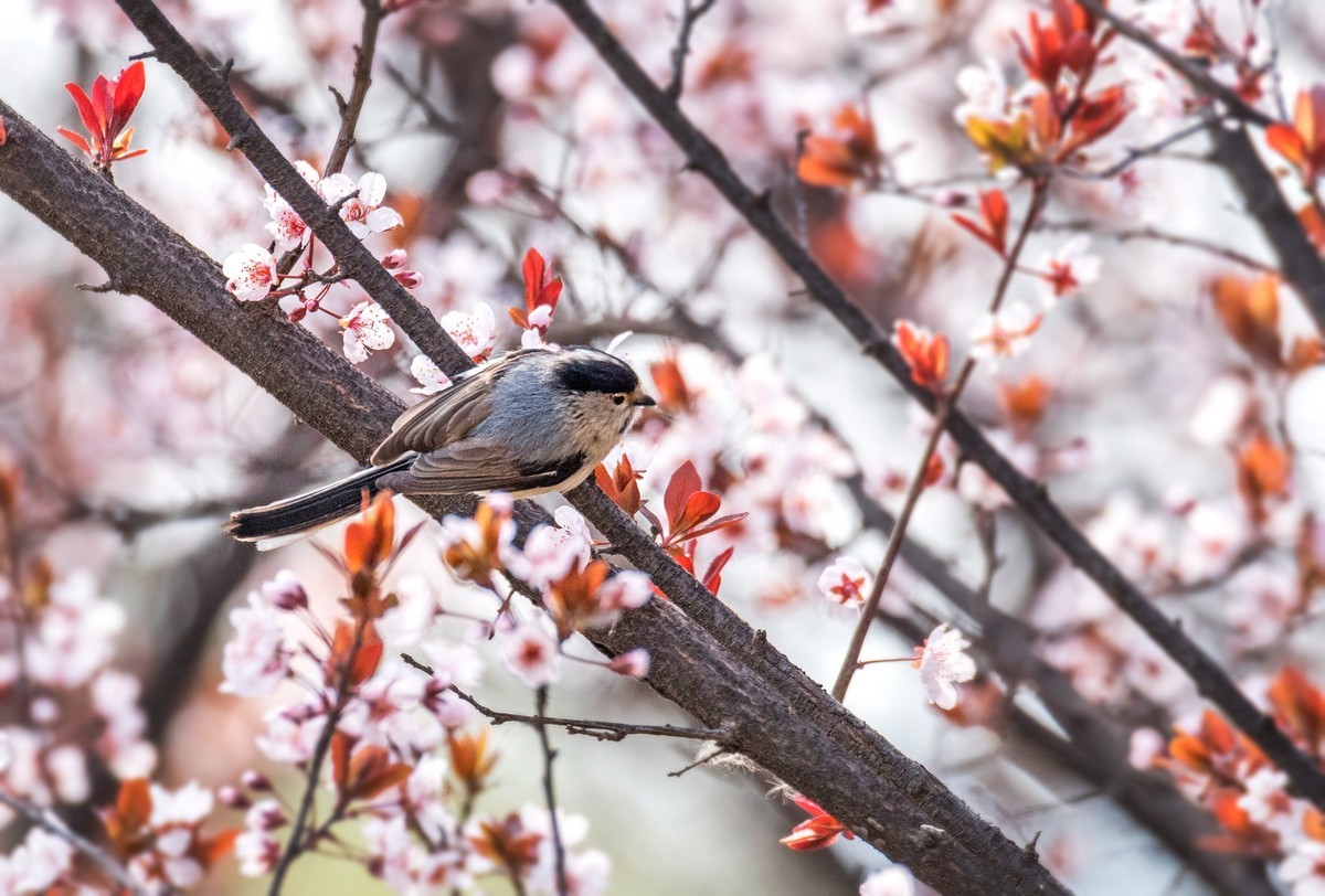银喉长尾山雀（三）