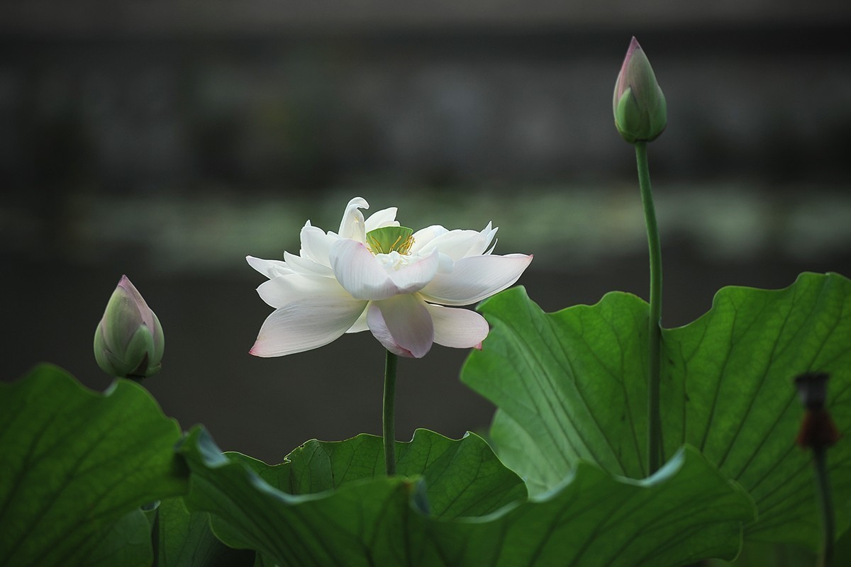 #版主坐堂#索尼大版星空(中国)2022年8月份优秀作品精选汇总