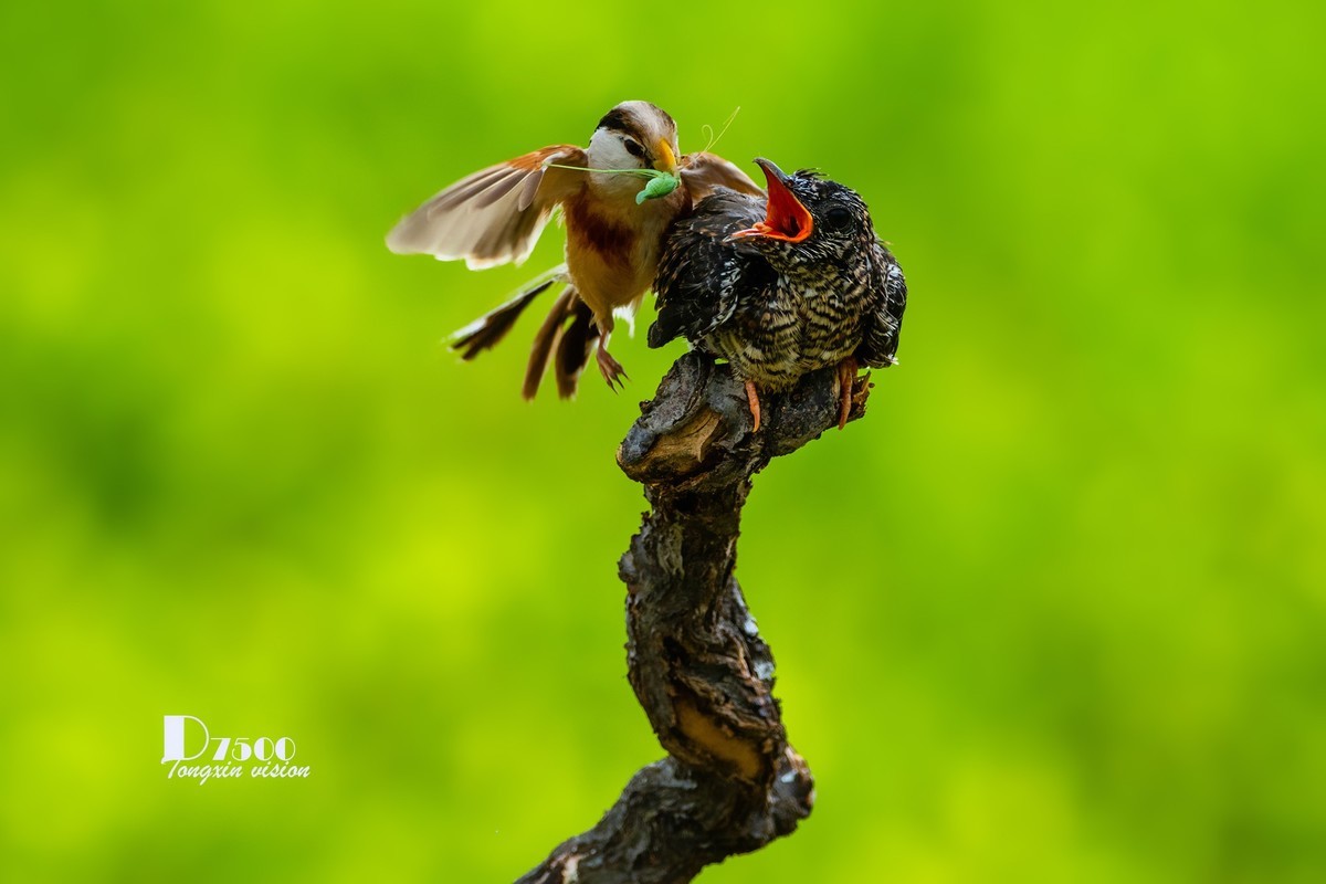 #版主坐堂#小五星空(中国)2022年8月精品荟萃