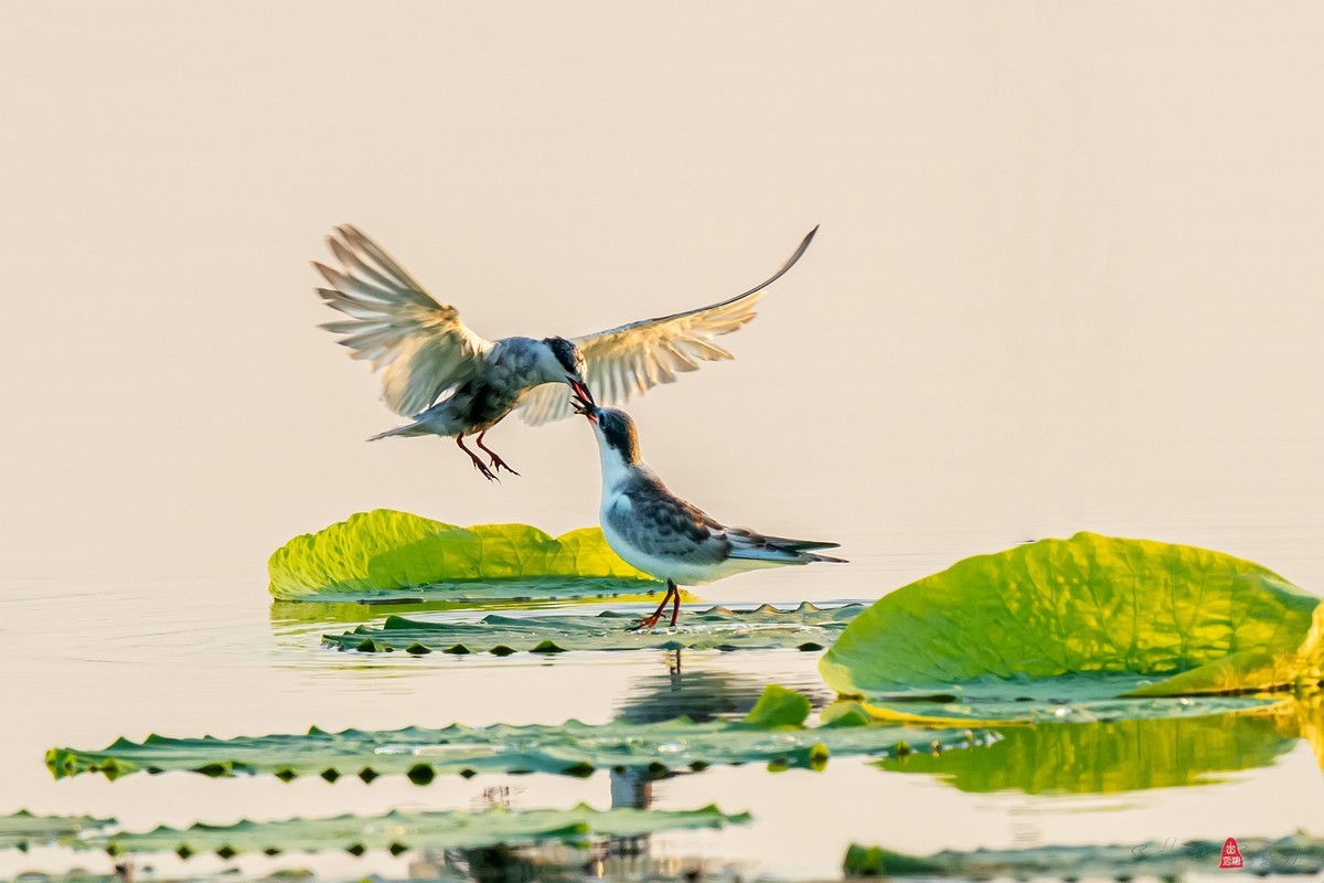 #版主坐堂#小五星空(中国)2022年8月精品荟萃