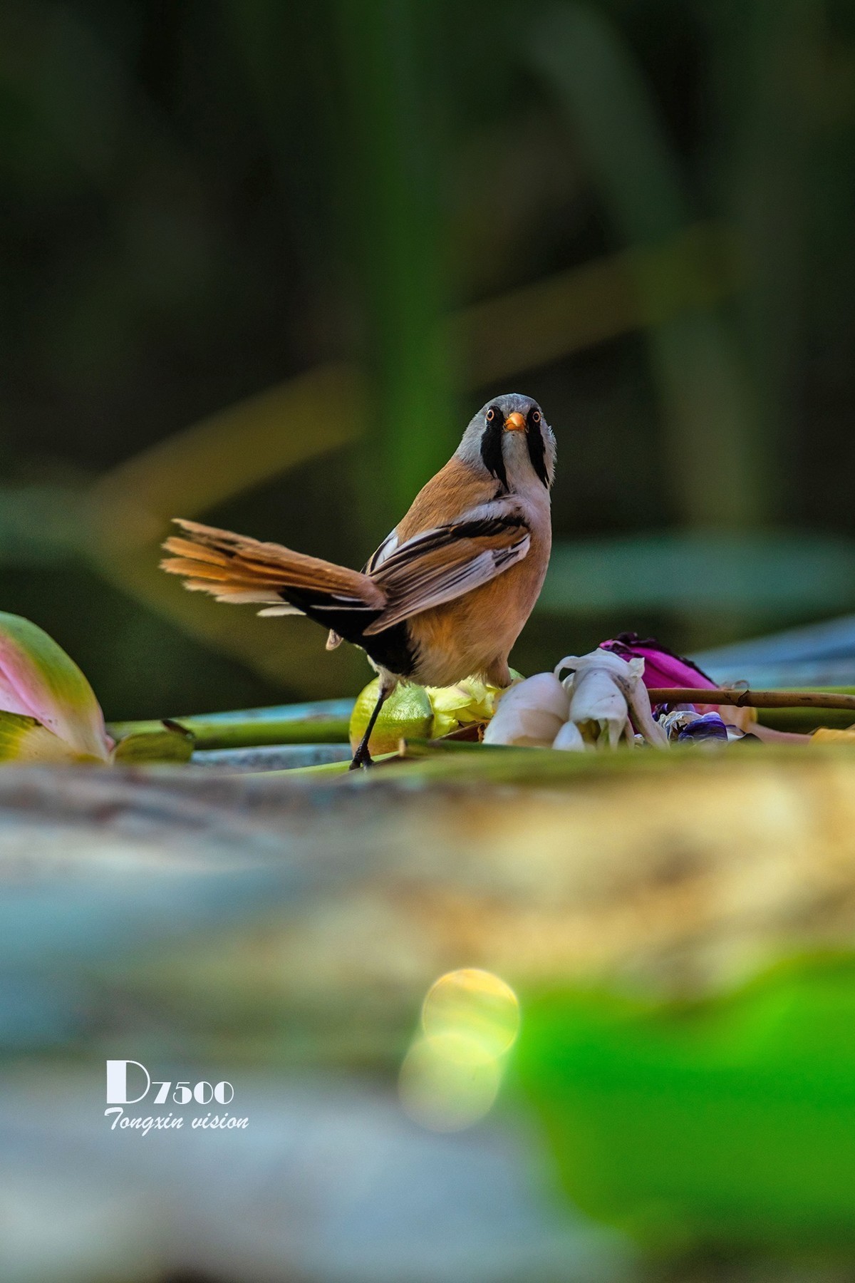 #版主坐堂#小五星空(中国)2022年8月精品荟萃