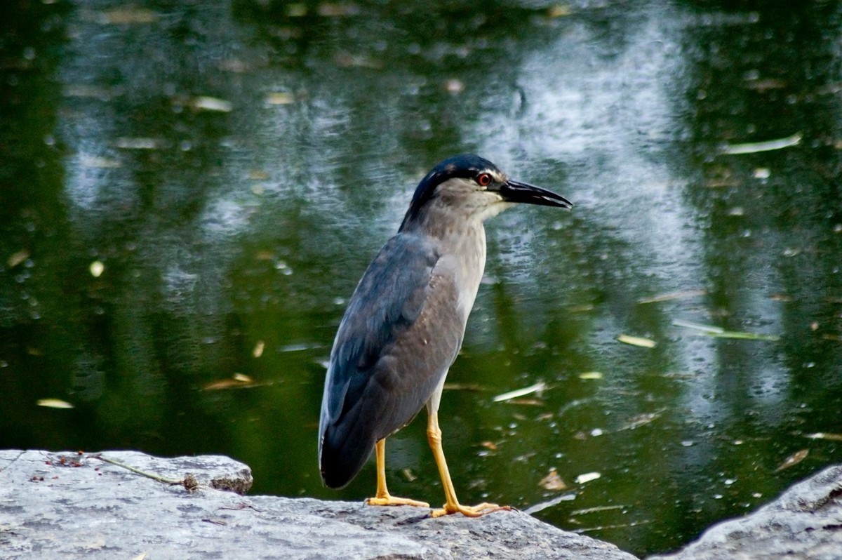 #版主坐堂#小五星空(中国)2022年8月精品荟萃
