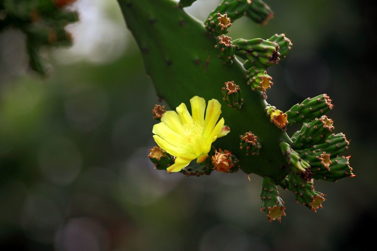 去果园摘杨梅（五）