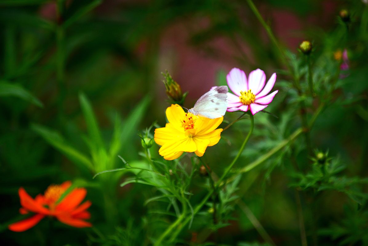 去果园摘杨梅（五）