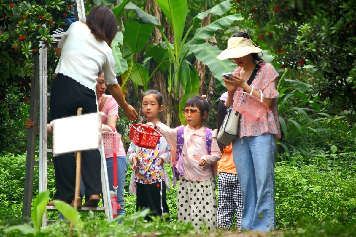 去果园摘杨梅（五）