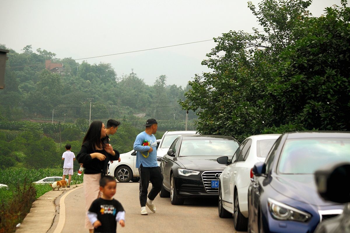 去果园摘杨梅（五）