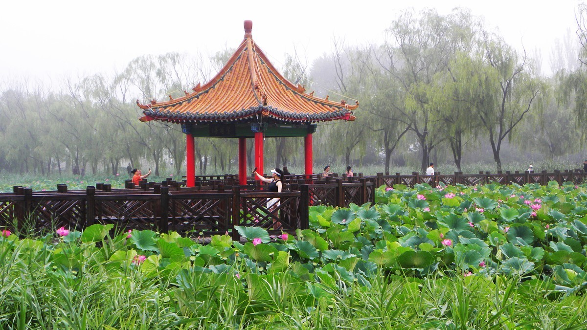 20230724为荷而来