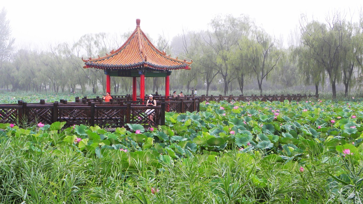 20230724为荷而来