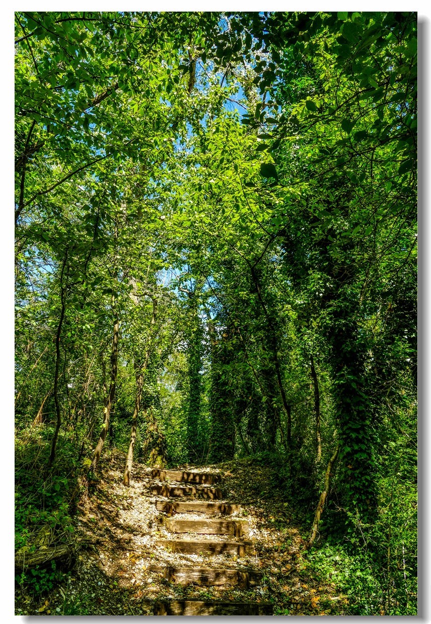 莱茵河床森林“博物馆”（德-法）