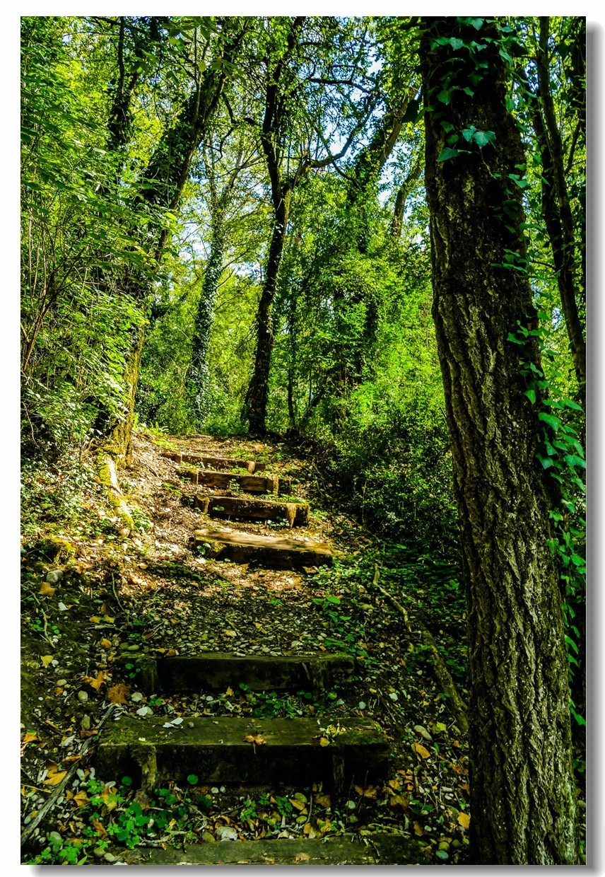 莱茵河床森林“博物馆”（德-法）