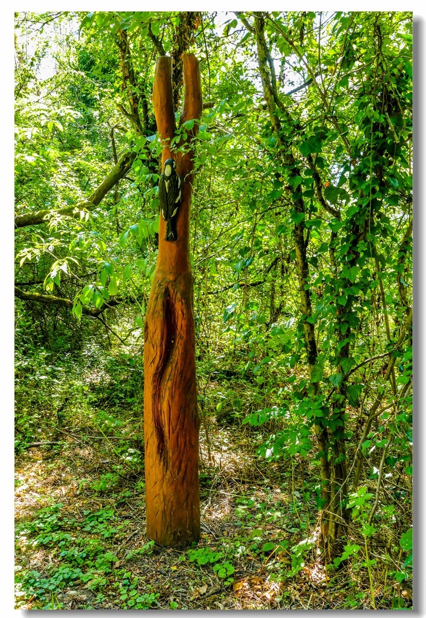 莱茵河床森林“博物馆”（德-法）