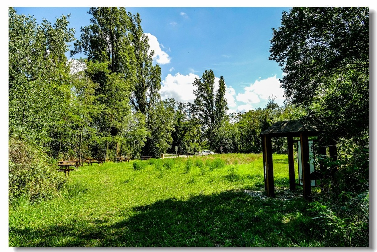 莱茵河床森林“博物馆”（德-法）