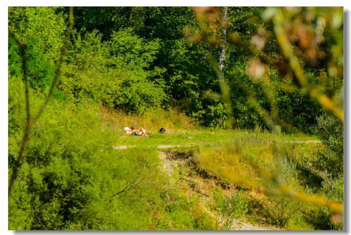 莱茵河床森林“博物馆”（德-法）