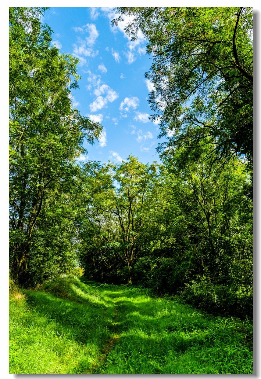 莱茵河床森林“博物馆”（德-法）