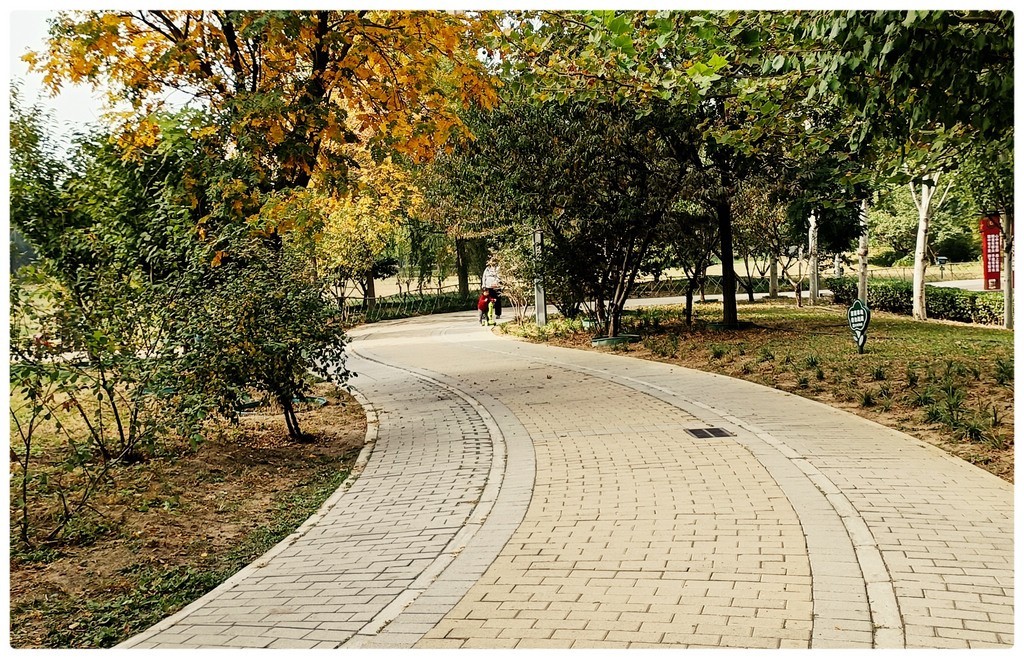 小  区  秋  色  随  拍    （手机）