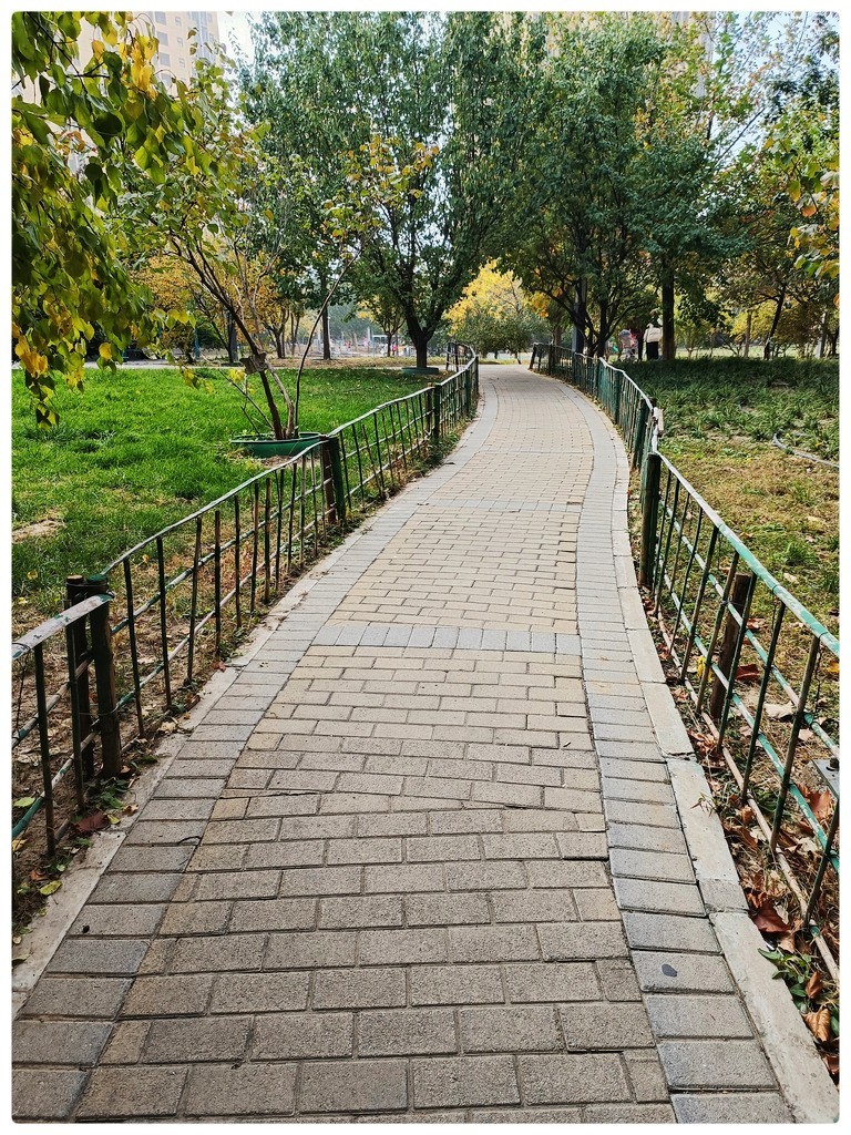 小  区  秋  色  随  拍    （手机）