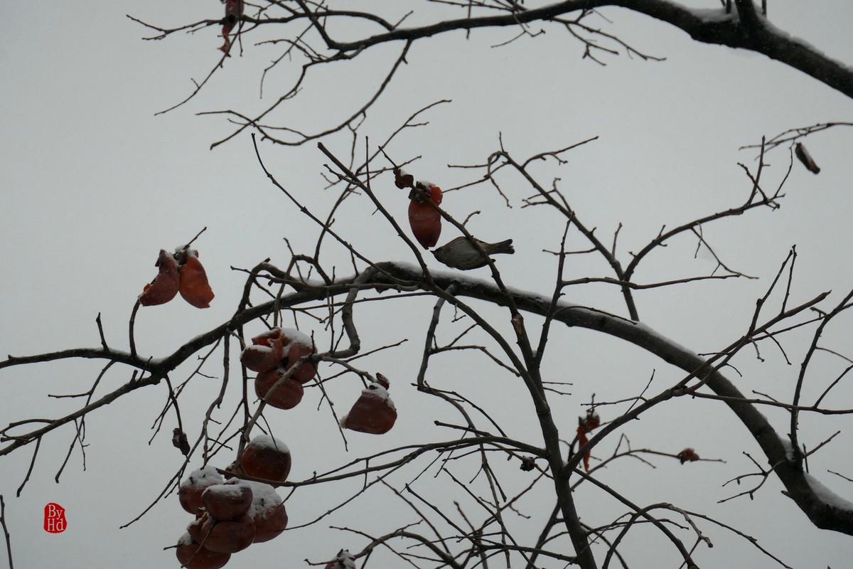 北京北海公园雪景