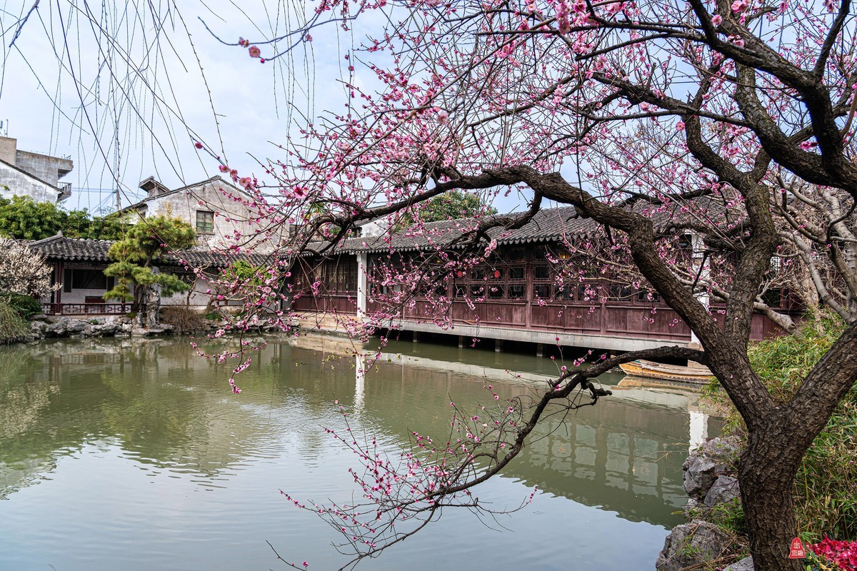 苏州艺圃梅花     爱梅摄梅（十一）