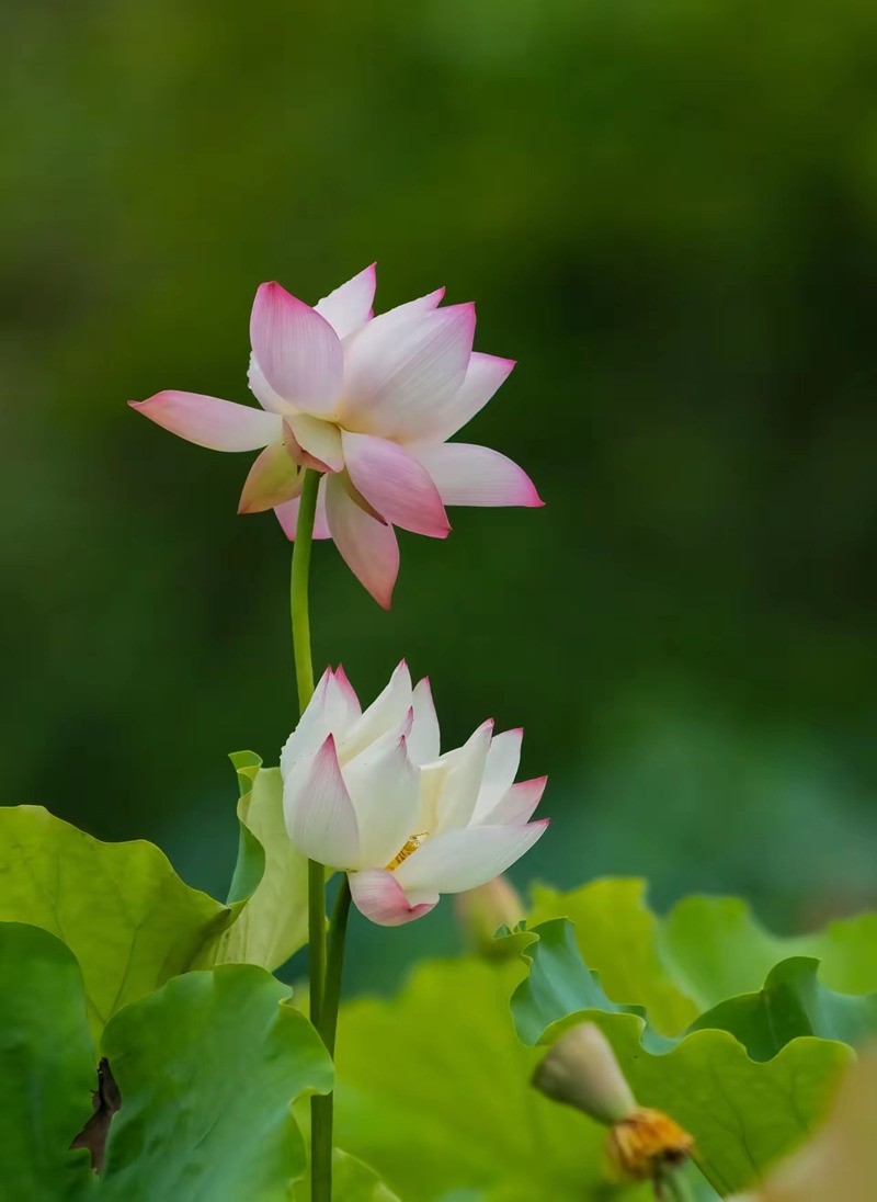 接天莲叶无穷碧