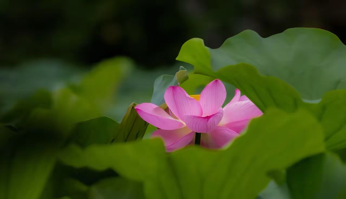 接天莲叶无穷碧