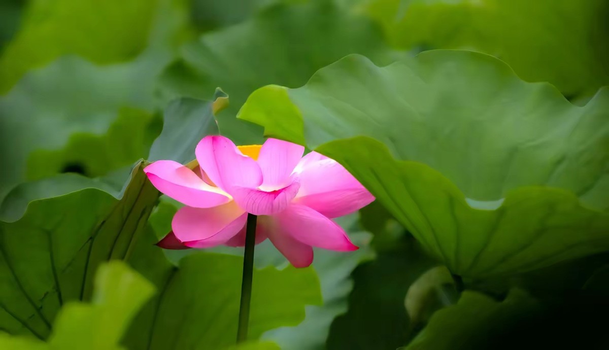 接天莲叶无穷碧