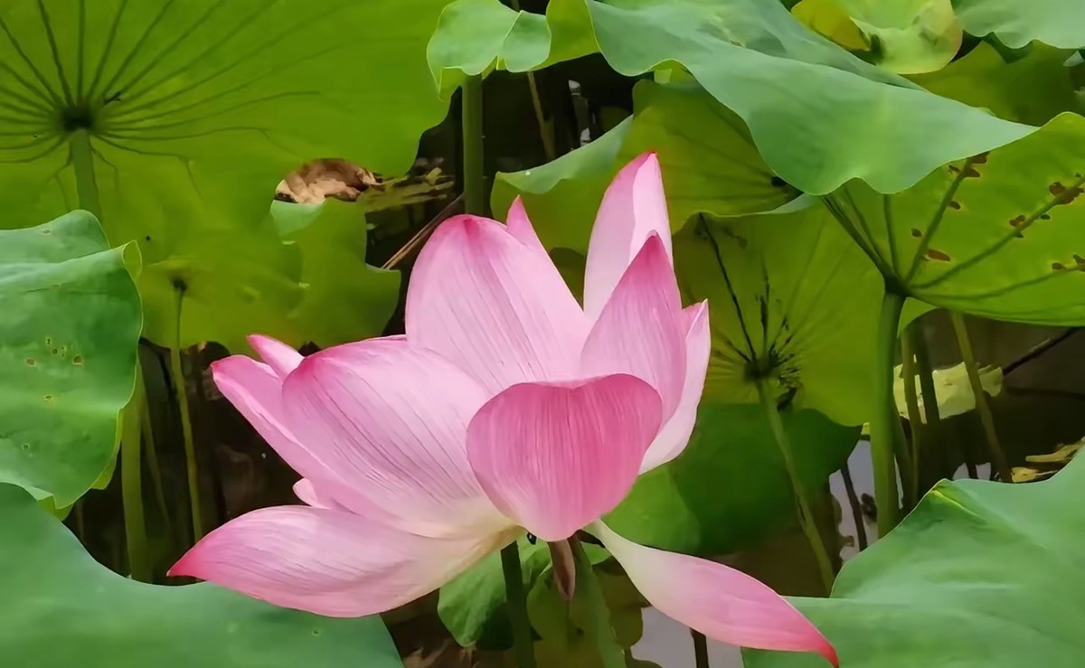 接天莲叶无穷碧