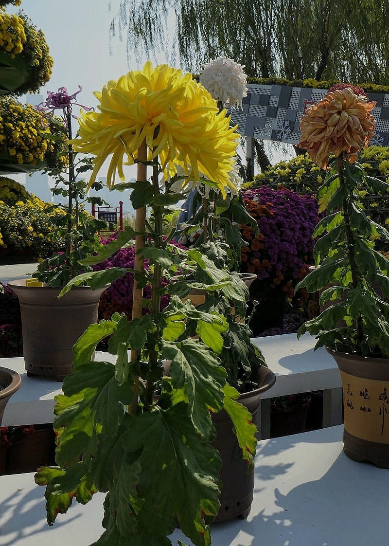 武汉江滩菊花展二