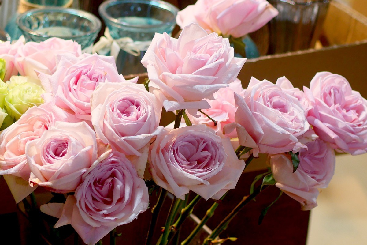 G100--一组鲜花 (下)