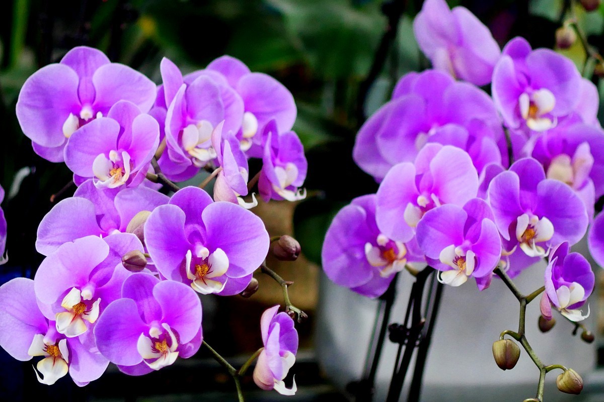 G100--一组鲜花 (下)