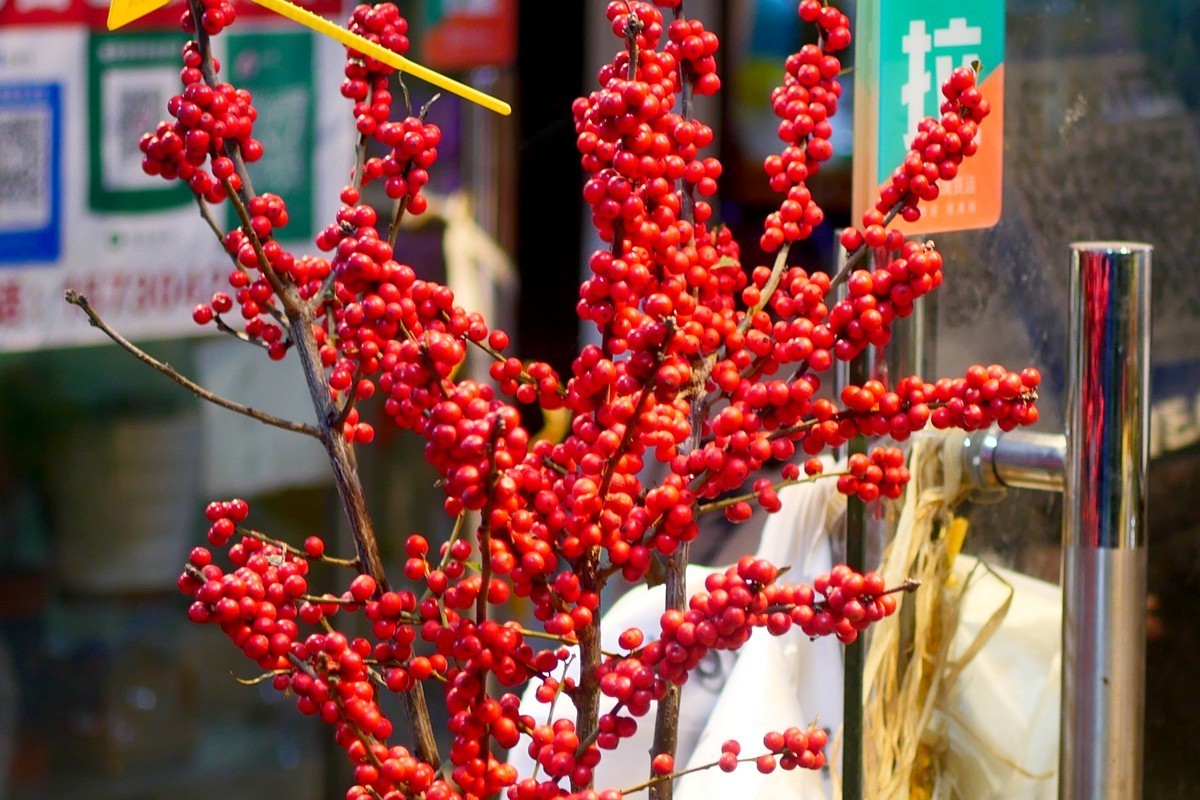 G100--一组鲜花 (下)