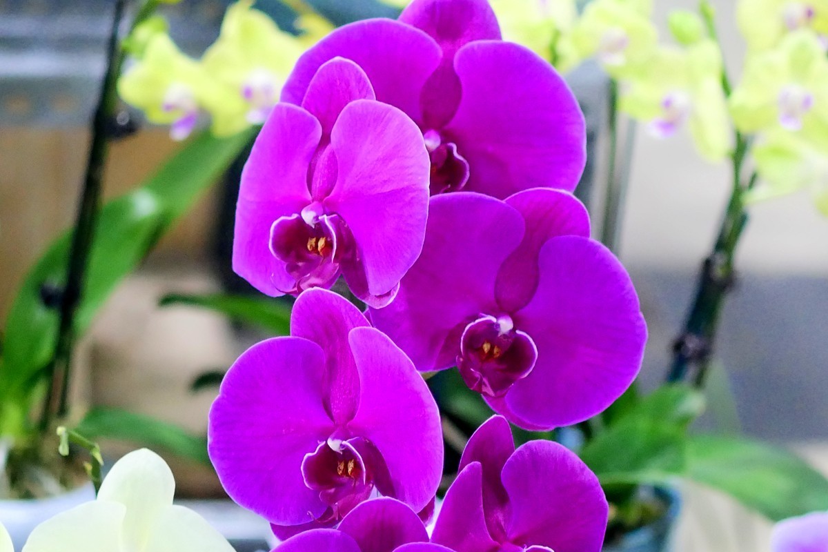 G100--一组鲜花 (下)