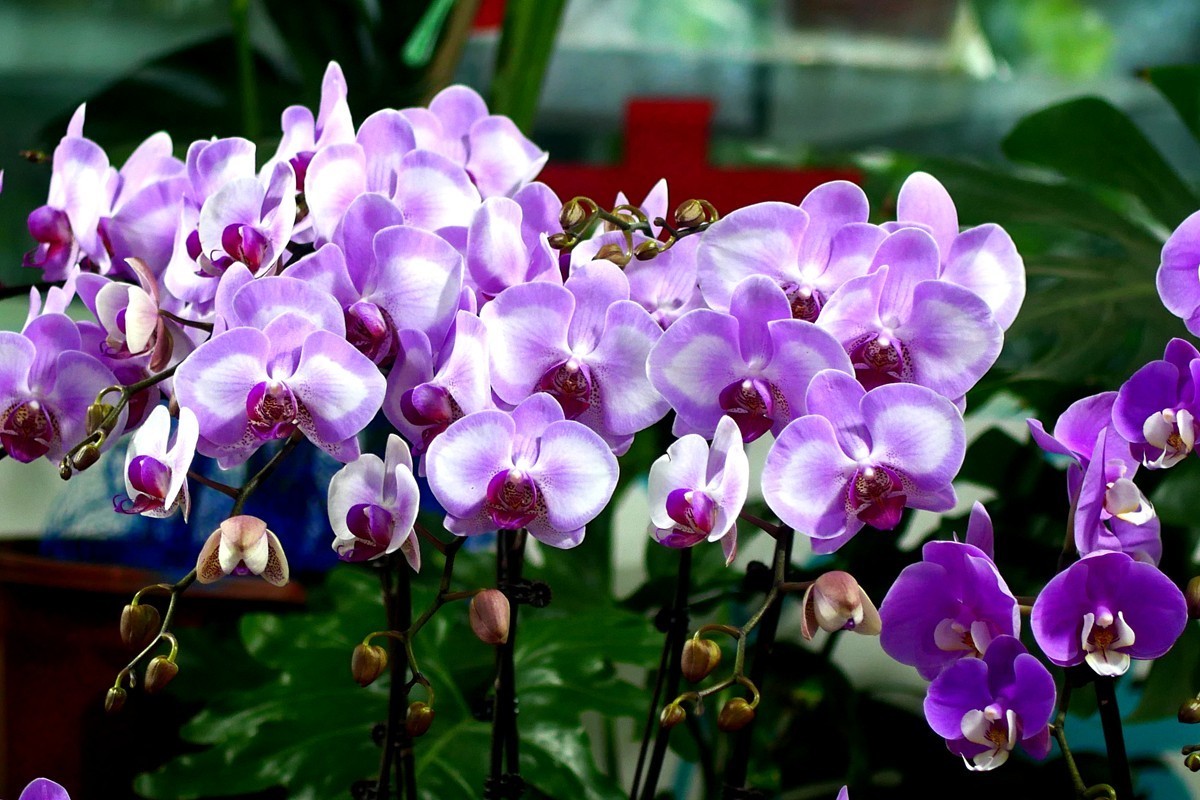 G100--一组鲜花 (下)