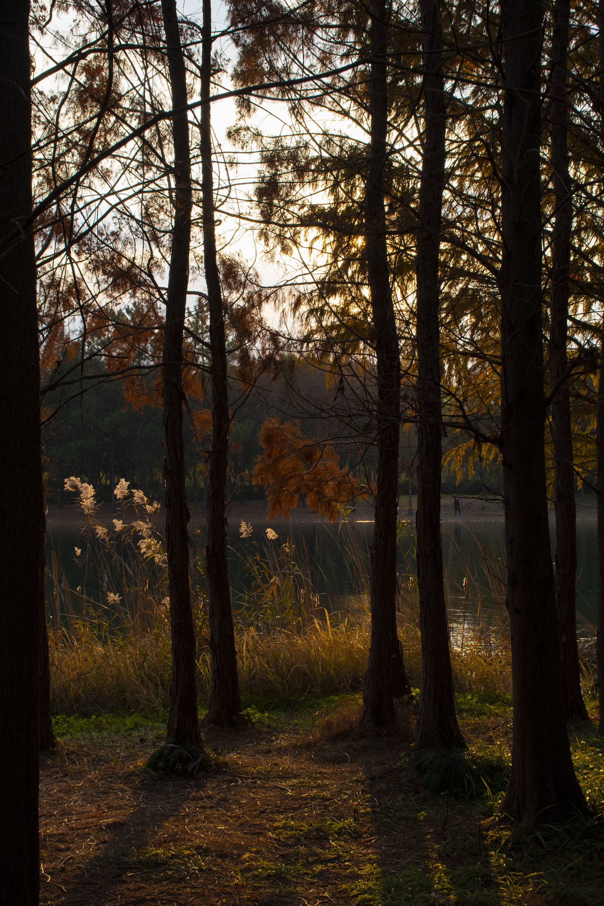 拍照狂魔之虎丘湿地三【10P】