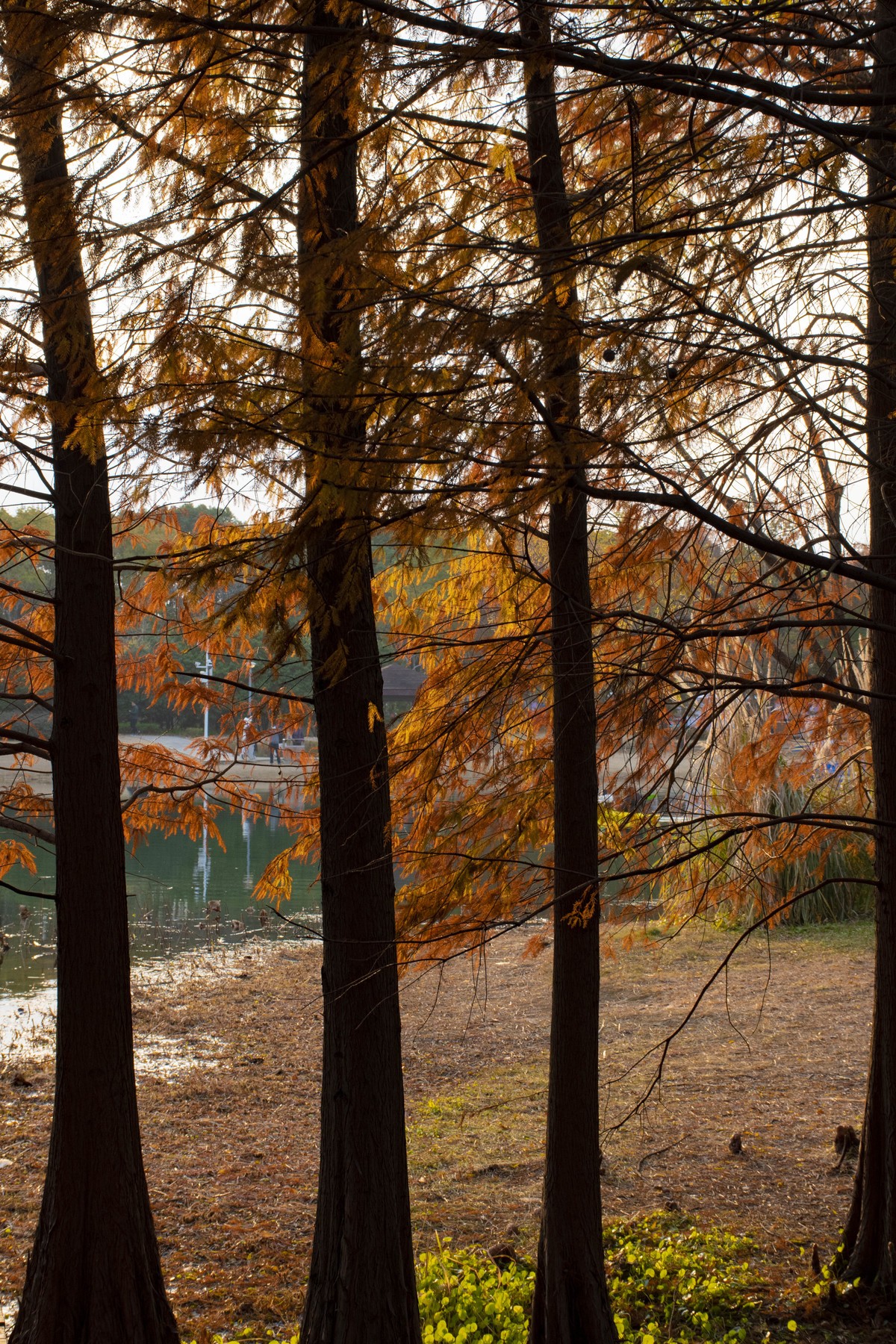 拍照狂魔之虎丘湿地三【10P】