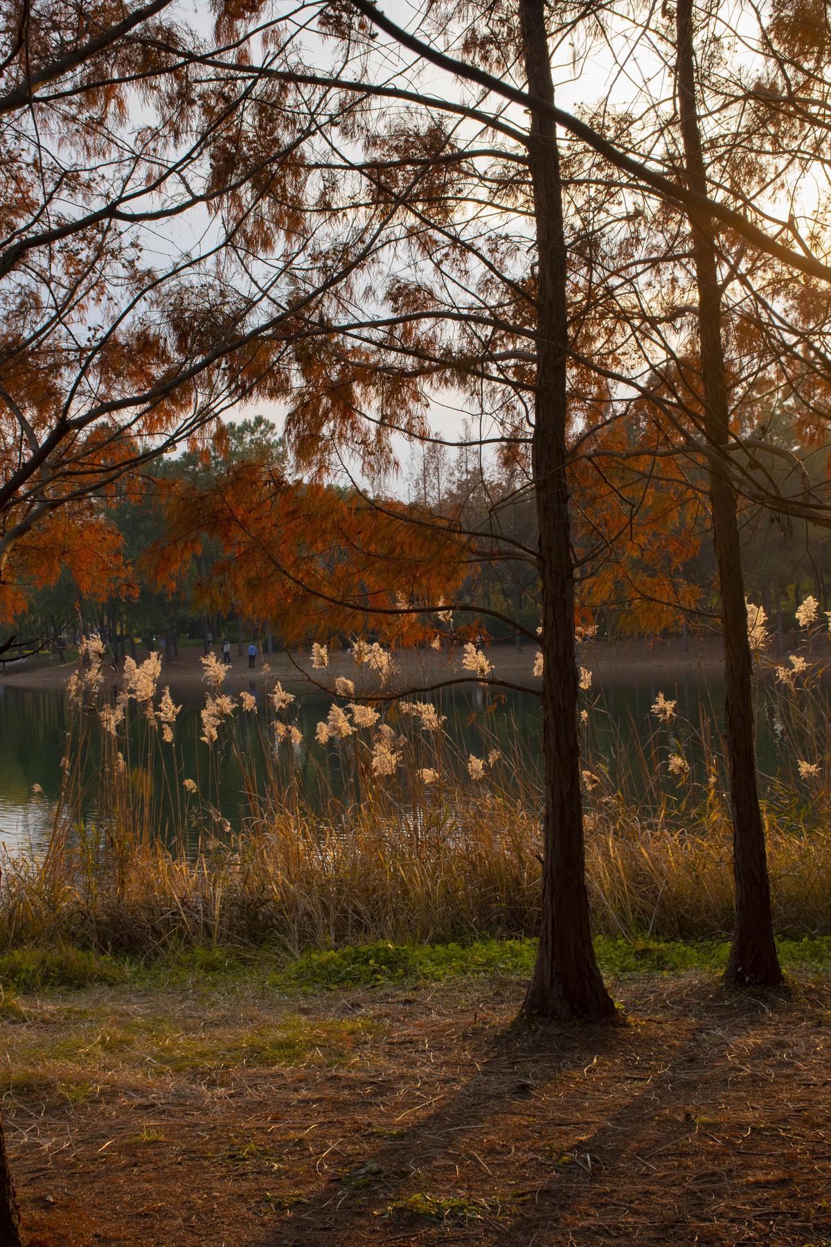 拍照狂魔之虎丘湿地三【10P】