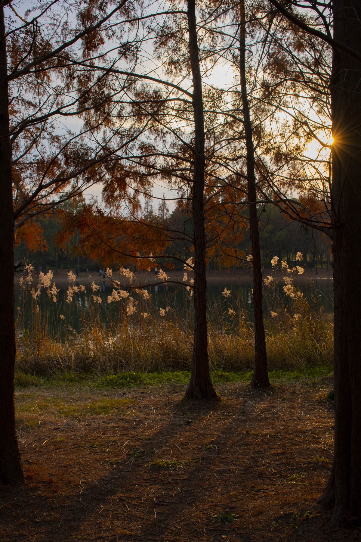 拍照狂魔之虎丘湿地三【10P】