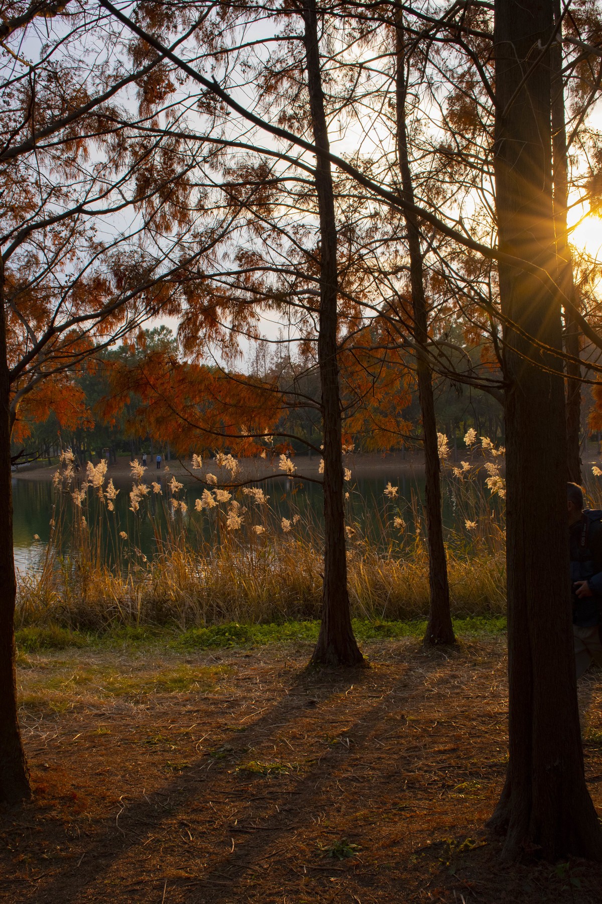 拍照狂魔之虎丘湿地三【10P】