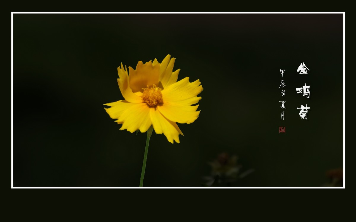 金灿灿的金鸡菊