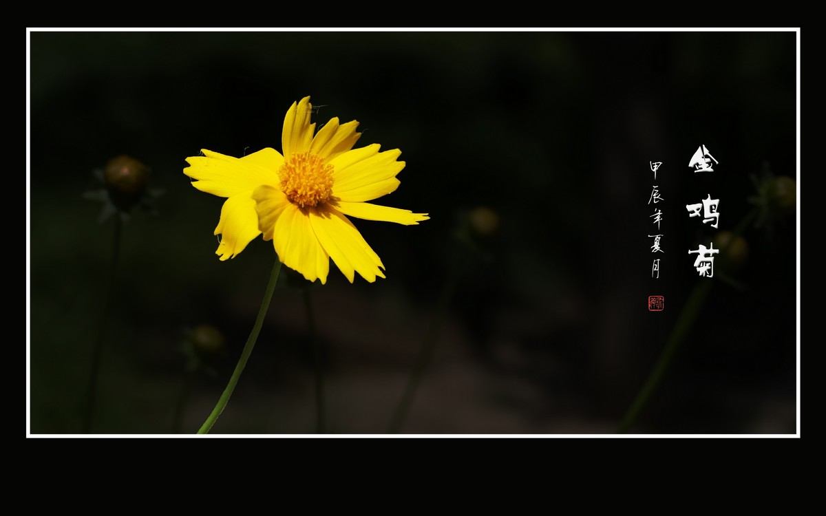 金灿灿的金鸡菊