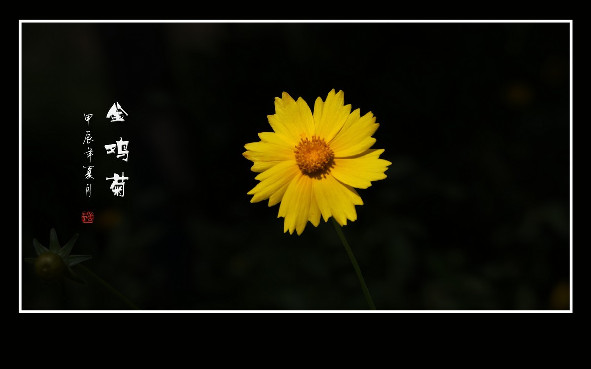 金灿灿的金鸡菊