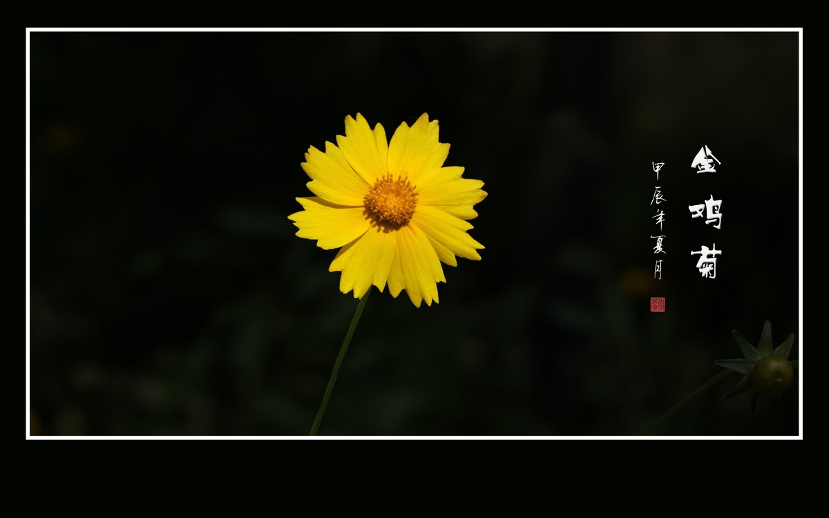 金灿灿的金鸡菊