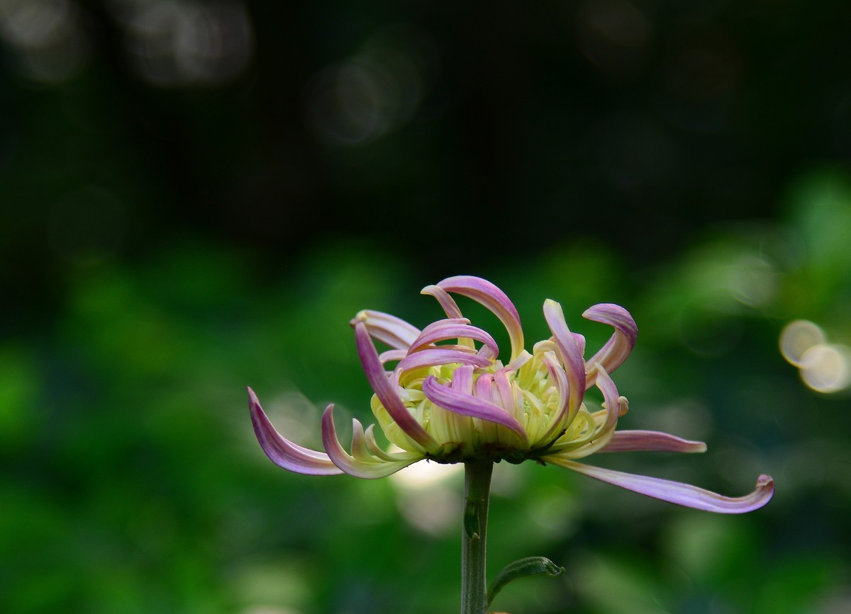 展会的大菊花。