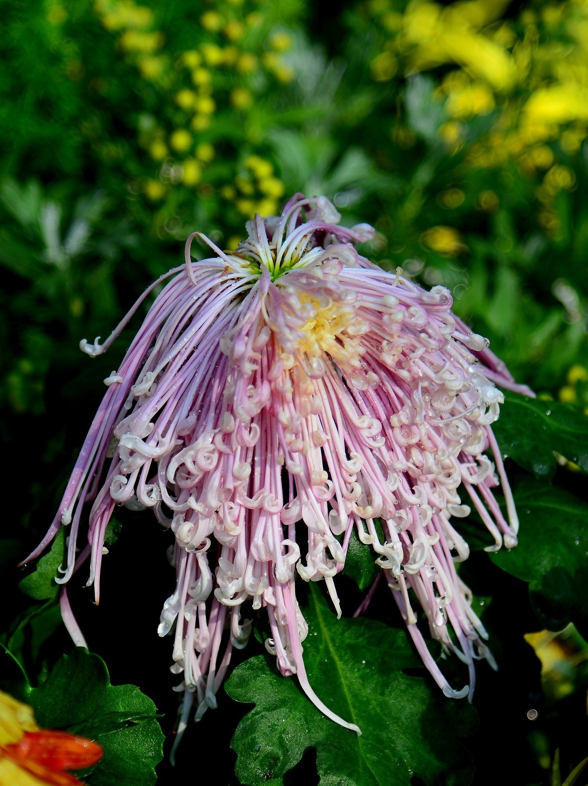 展会的大菊花。