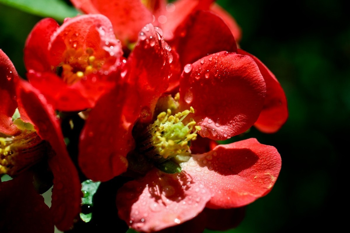 微距特写——贴梗海棠